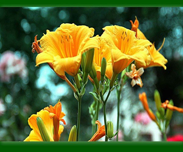 李清照词中的“人比黄花瘦”中所写的黄花是指什么花？