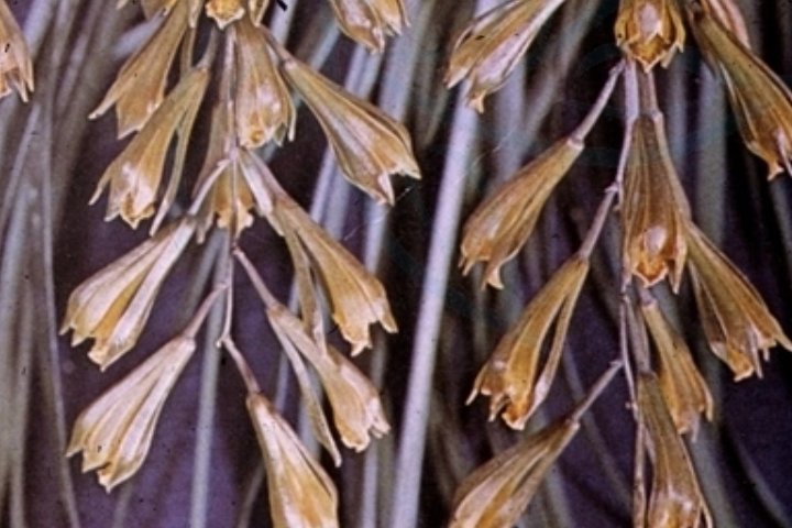 兰花的种类有哪些？