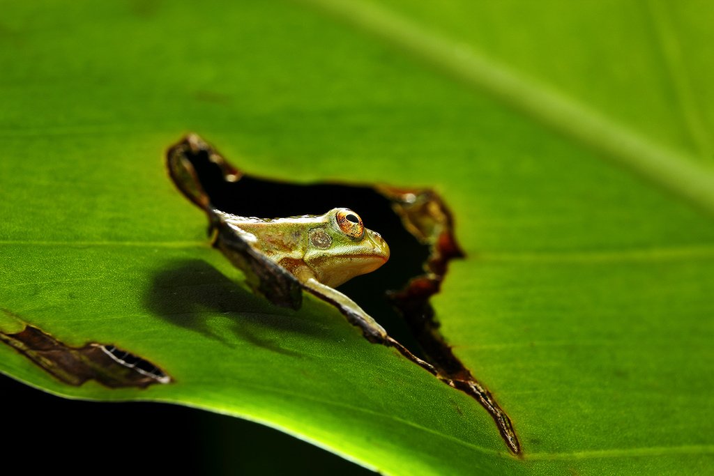 蛙灵桌面的常见问题