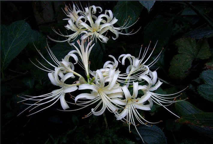 《彼岸花开开彼岸》原文是什么？