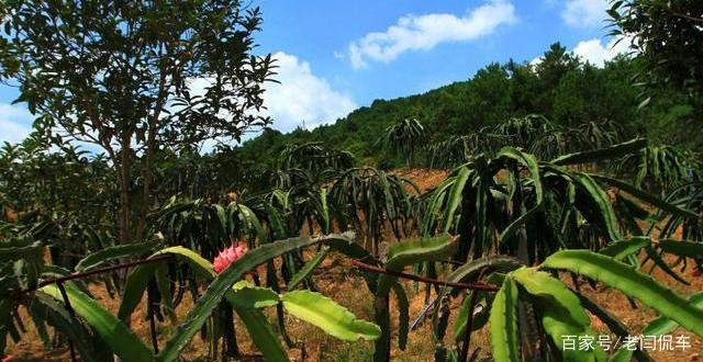 在地里种植的火龙果，枝条不茂盛怎么办？