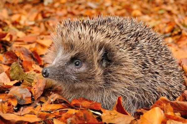 蚂蚁的天敌有哪些动物？