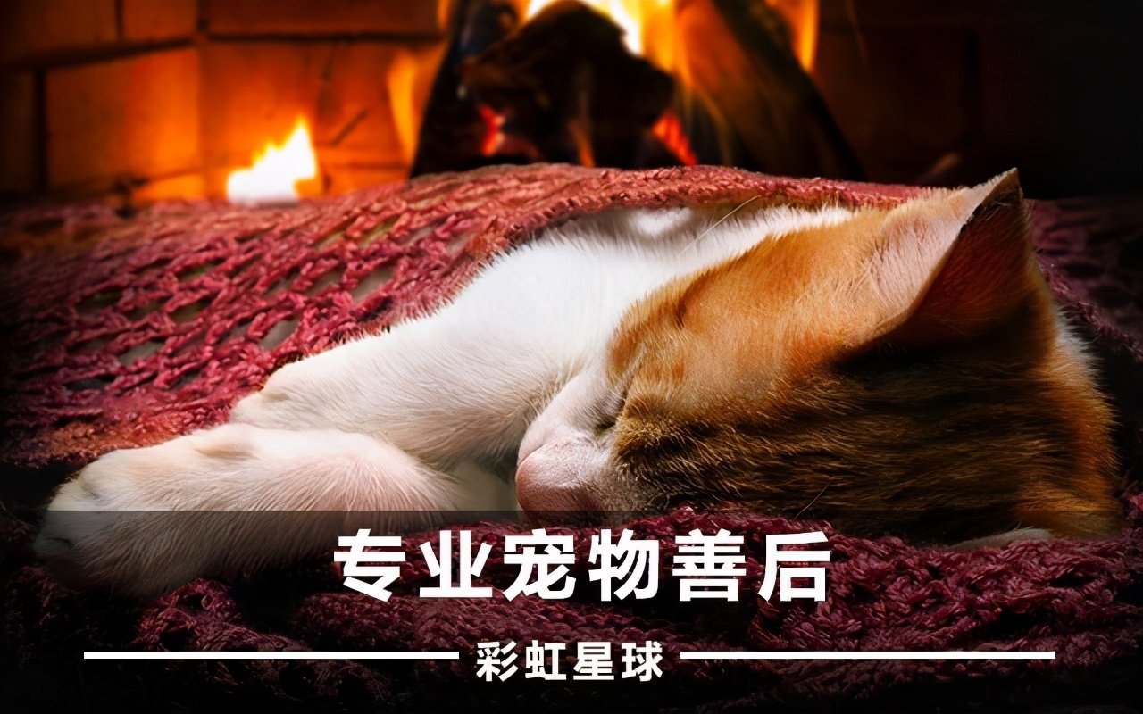 狗狗死了怎么处理？