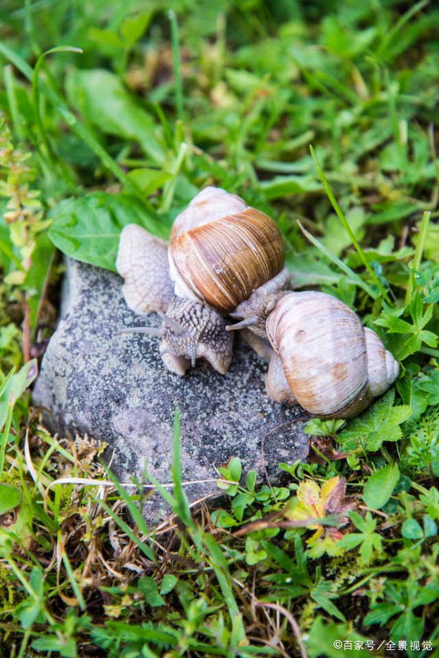 雨后有时会看到不少蜗牛爬到水泥墙上,是在吃墙补钙还是晾干身体？