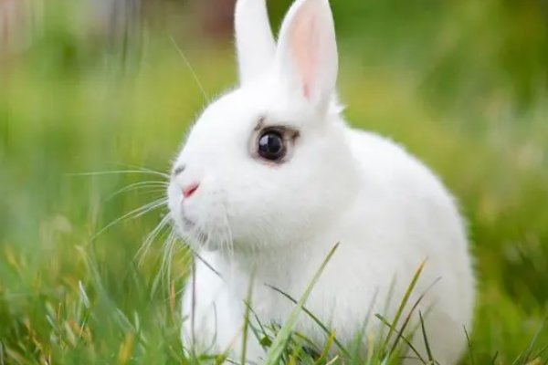 应天顺时什么肖