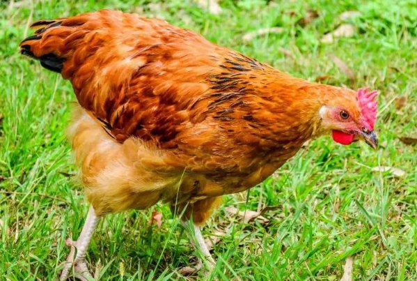 前程似锦什么生肖打一生肖