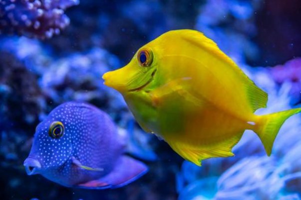 形容鱼儿在水里游来游去的优美句子