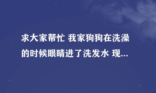 求大家帮忙 我家狗狗在洗澡的时候眼睛进了洗发水 现在眼睛发红眼球有些发白 该怎么办