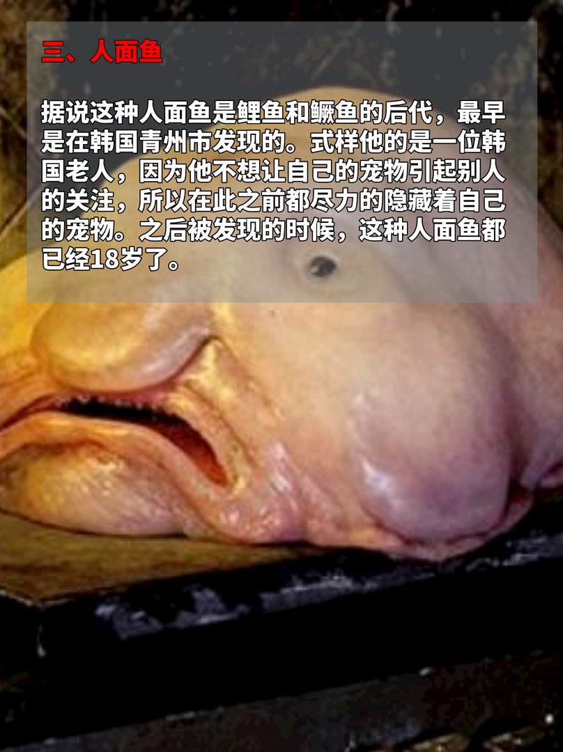 长着人脸的动物，见过的都惊呆了