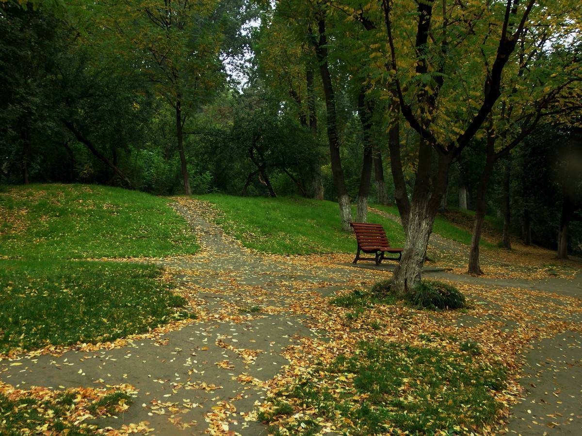 特斯拉被禁止大肆砍伐森林，特斯拉砍伐树木造成了什么影响？