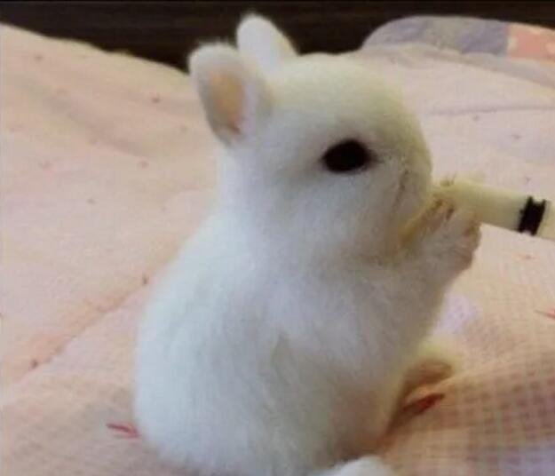 属兔的命运好不好