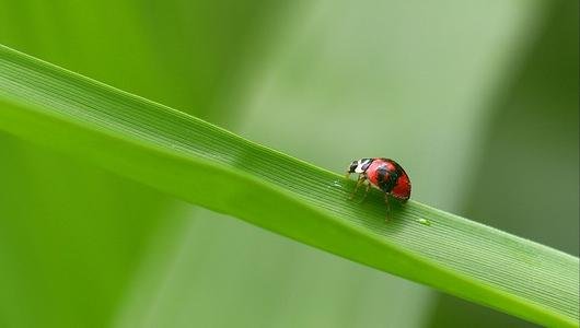 小时候家里好多蝴蝶蜻蜓婵和蝗虫，现在都没几个了，为什么？