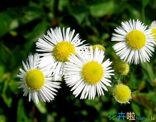 美丽飞蓬的介绍