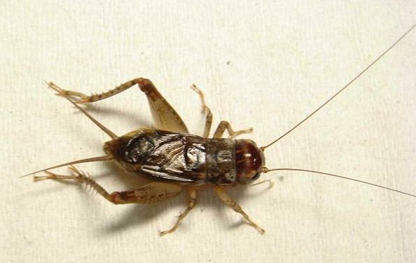 蟋蟀用什么发声?