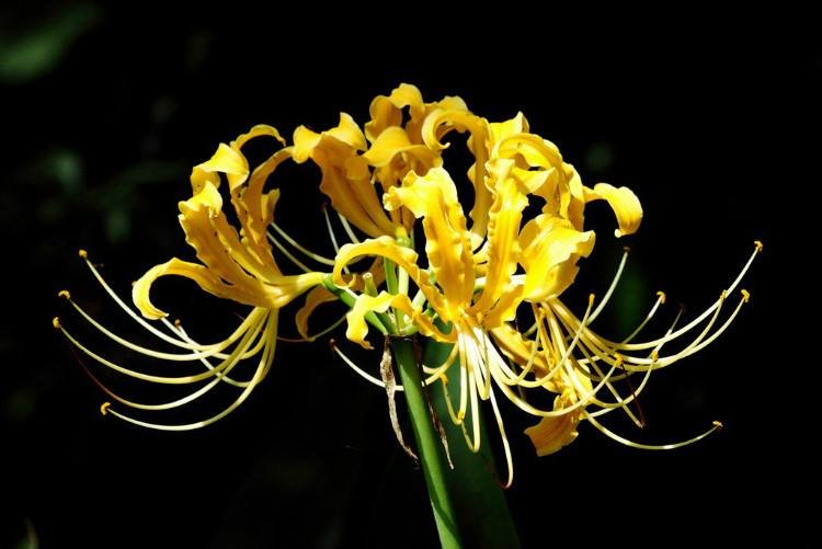 《彼岸花开开彼岸》原文是什么？