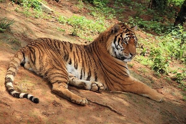 河北保定一动物园内老虎被大鹅追咬,鹅的战斗力比老虎还要强吗?