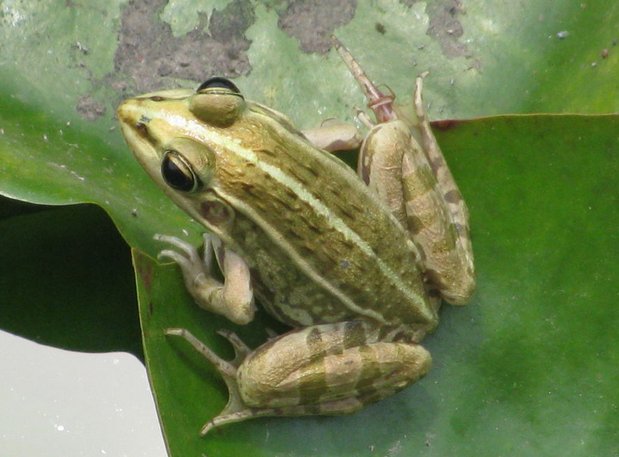 关于青蛙是益虫的资料