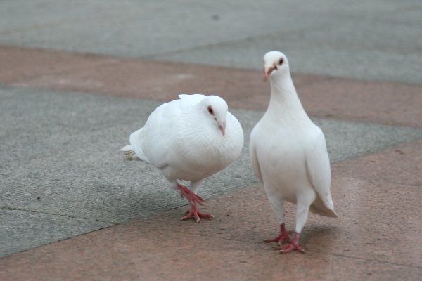 我们和地球为什么鸽子走起路来总在点头维持走路惯性保持视野稳定题目来源﹣答