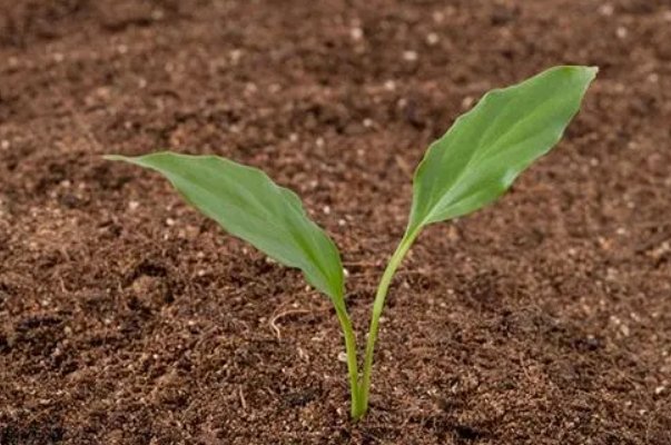 土壤ph值的测定方法