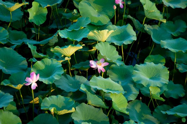 碧莲是啥意思呀