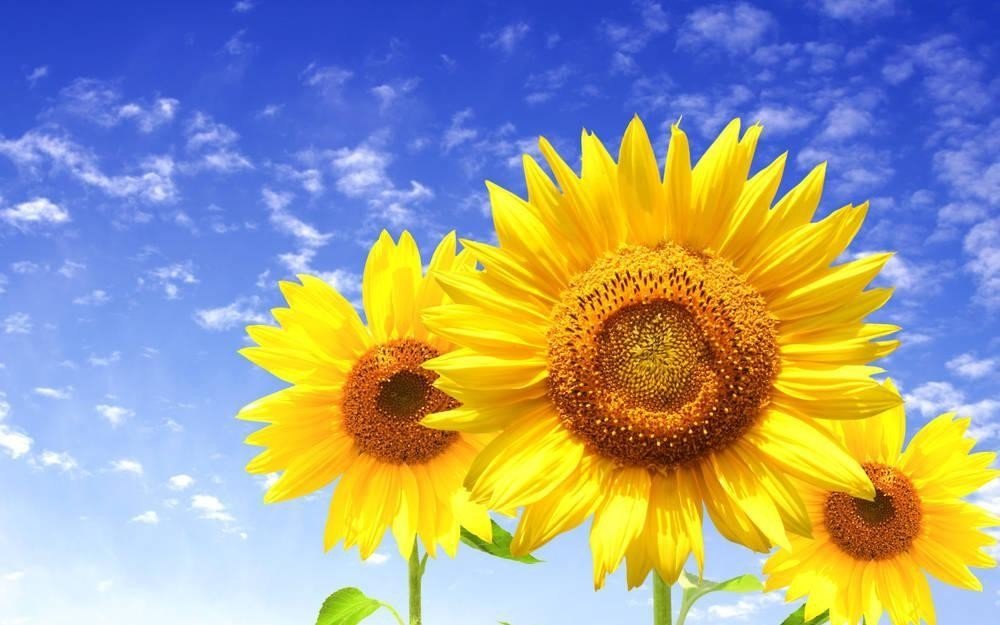 向日葵永远面向的是太阳,可是阴天的时候向日葵会怎么样