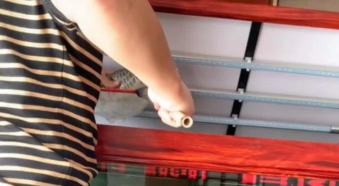 小区封闭，石家庄一男子杀自养金龙鱼做菜，他这是作秀还是真有困难？