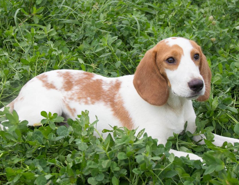 落难风凰不如鸡指的是狗吗