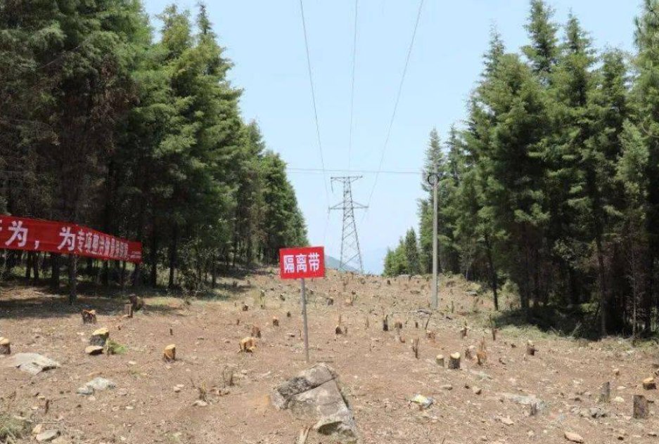 多地下发“野猪通缉令”，已成规模的野猪该如何防治？