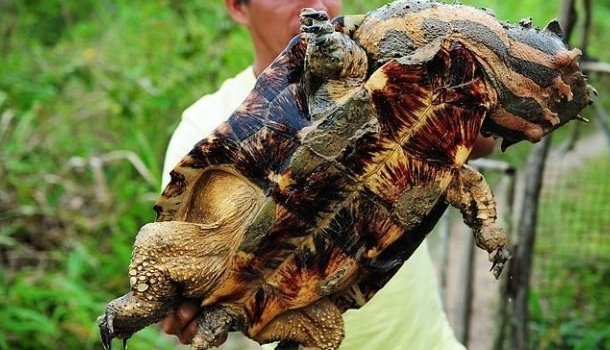 玛塔龟为什么叫暴毙王