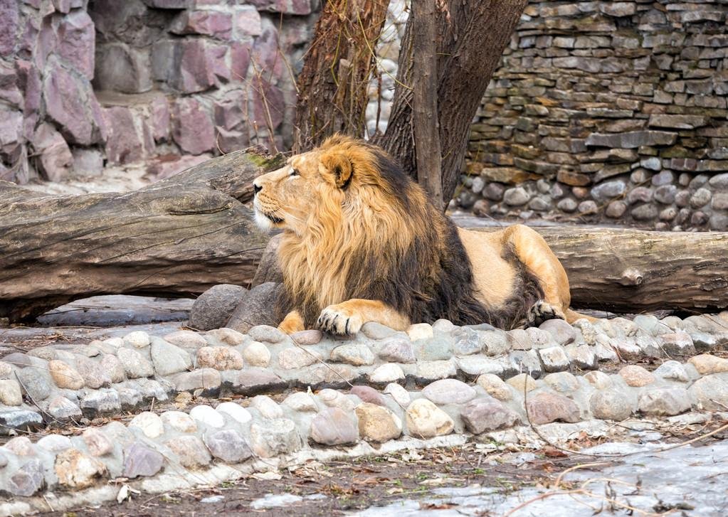 男子在动物园狮笼里发现一只金毛，这是怎么一回事？