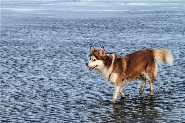 哈士奇是一种什么犬