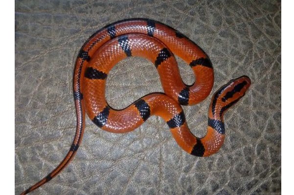 独裁专断是什么动物