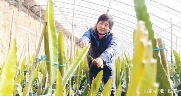 在地里种植的火龙果，枝条不茂盛怎么办？