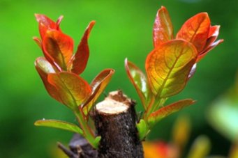 什么能叫石头落泪，什么能叫枯木发芽