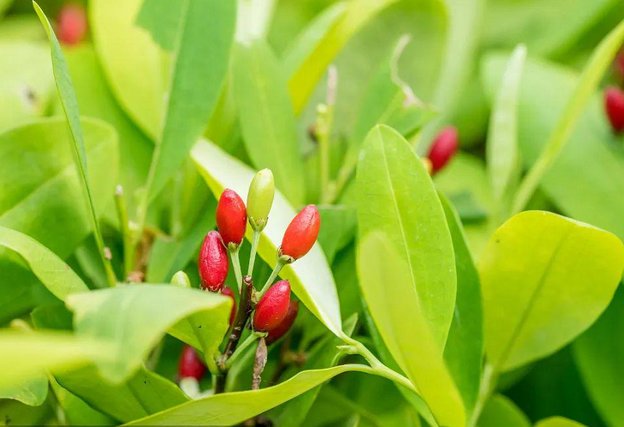 古柯植物被禁止种植吗？