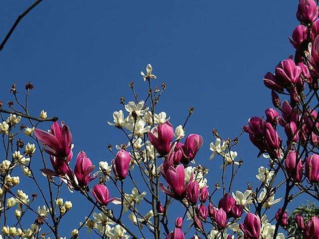 花开堪折直须折，莫待无花空折枝是什么意思？