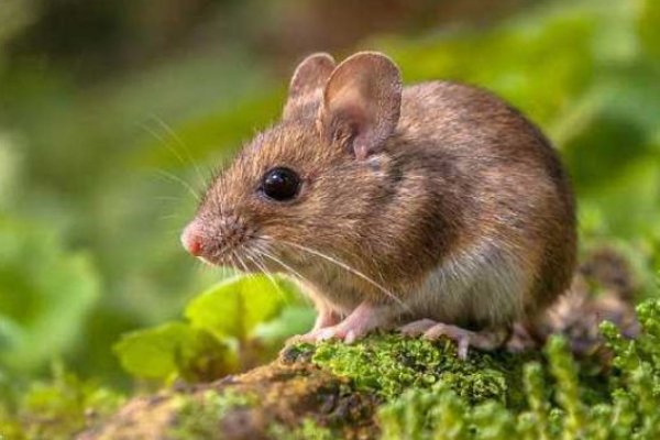 女羊配什么属相最好