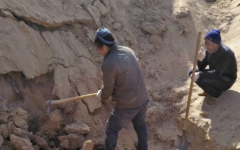 3男子盗挖土龙骨被埋身亡，他们的行为是否属于违法？