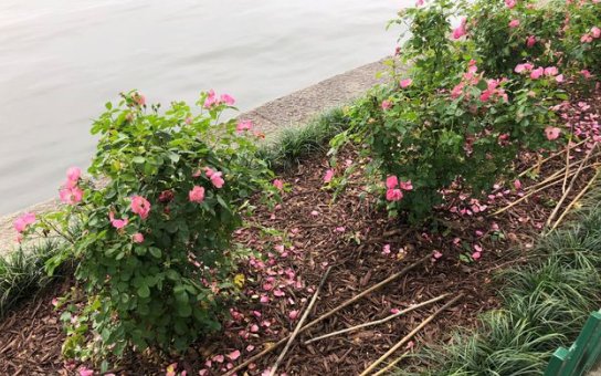 杭州西湖柳树被换成月季引发热议，管理方这种行为是出于什么考虑的？