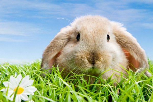 攀高枝是形容什么生肖