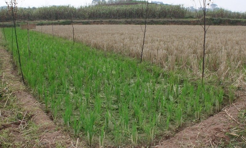 懒人稻为什么没人种