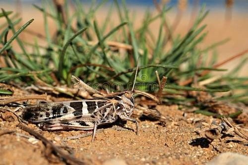 鸭子能吃沙漠蝗吗？