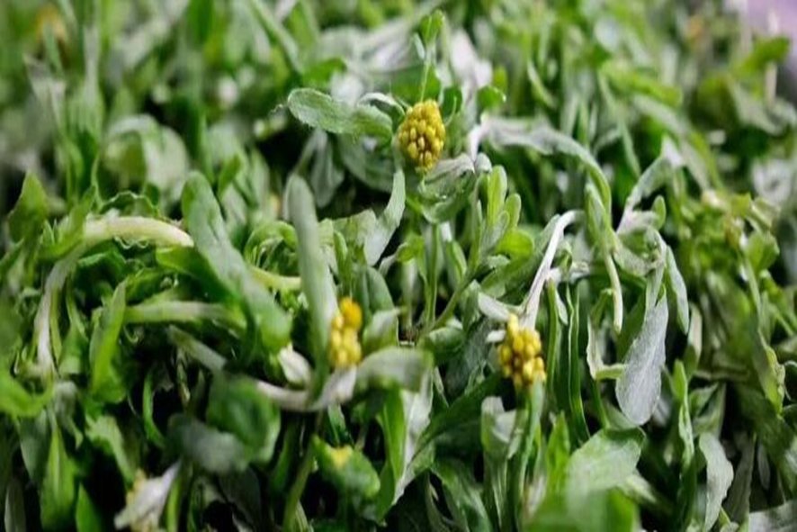 寸草生辉指什么生肖