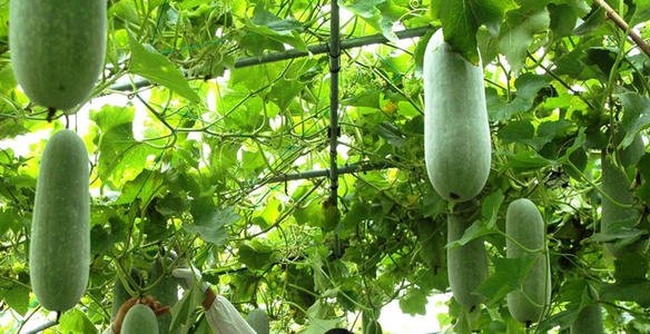 冬瓜是什么季节成熟的？