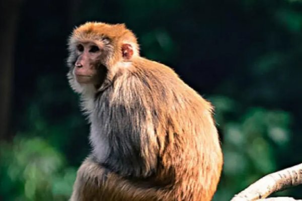 屹然挺立,打一生肖