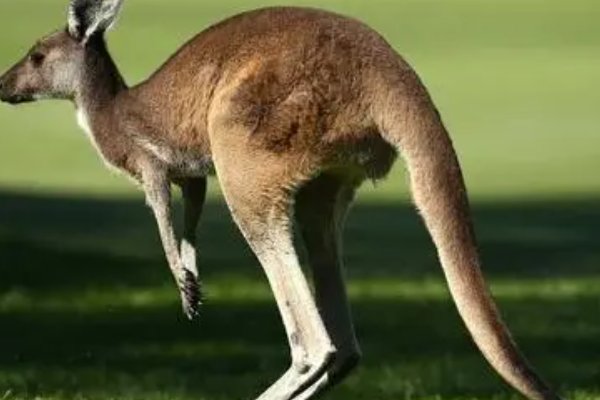 动物的尾巴都有什么作用用处