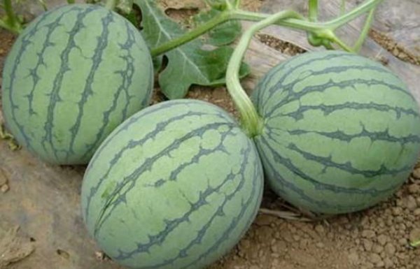 西瓜品种十大排行榜