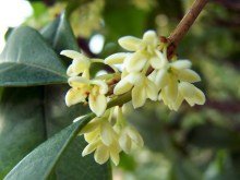 有关桂花树的资料