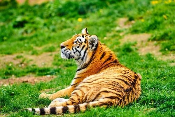 1926年出生属什么