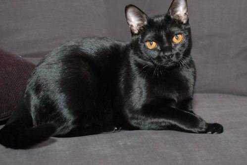 孟买猫和纯种的黑猫很相似，该如何区分呢？